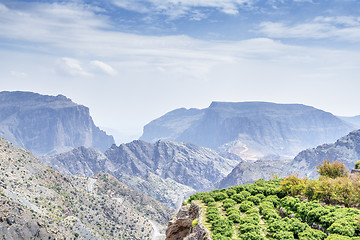 Image showing Trees Jebel Akhdar Oman