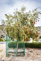 Image showing Bottlebrush Saiq Plateau