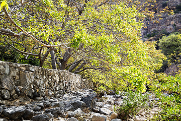 Image showing Riverbed Wadi Bani Habib