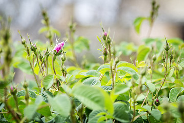 Image showing Roses on Saiq Plateau