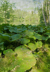 Image showing Abstrak forest