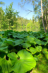 Image showing Pond