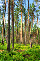 Image showing Forest