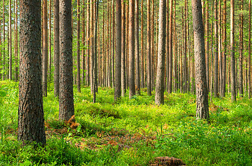 Image showing Forest