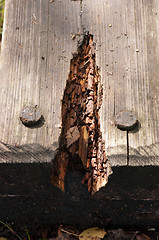 Image showing Rusted nails