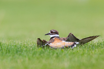 Image showing Killdeer Act