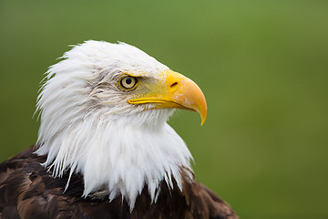 Image showing Eagle Profile