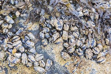 Image showing Cluster of mussels