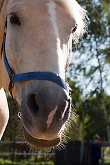 Image showing horse snout