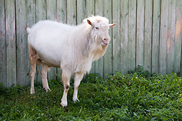 Image showing white goat