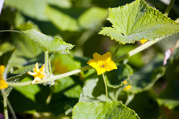 Image showing cucumber flowers