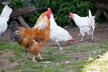 Image showing poultry yard