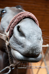 Image showing horse funny portrait