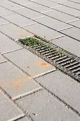 Image showing Drain cover