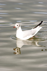 Image showing Gull