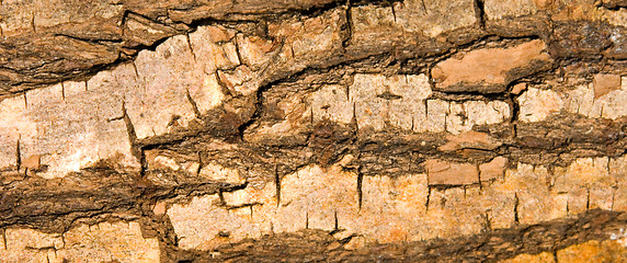 Image showing Bark