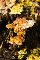 Image showing Polypore