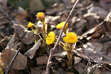 Image showing Coltsfoot