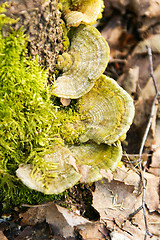 Image showing Polypore