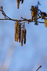 Image showing Alder