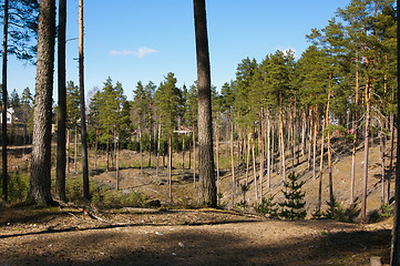 Image showing Landscape