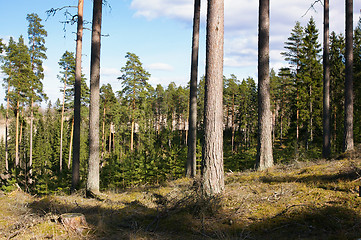 Image showing Forest