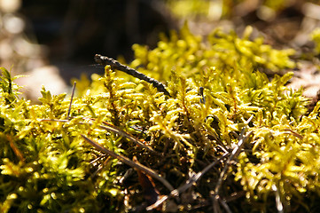 Image showing Moss