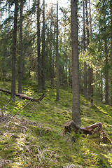 Image showing Forest