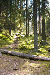 Image showing Path in the forest