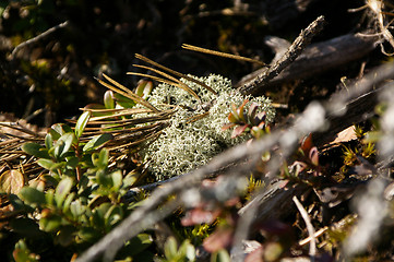 Image showing Lichen