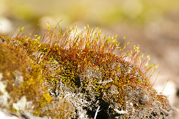 Image showing Moss