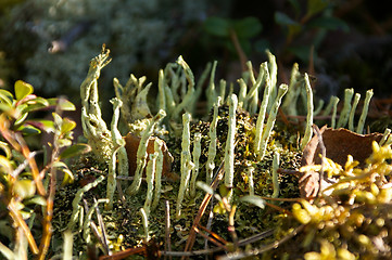 Image showing Lichen