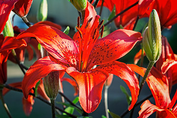 Image showing Flower of a red lily on a blue background.