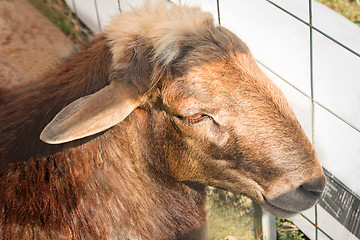 Image showing The pet - a sheep, is in the open-air cage for sale at fair.