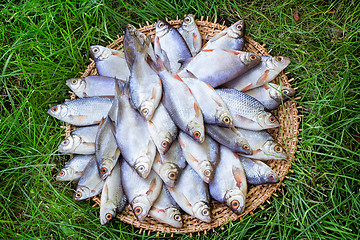 Image showing River fish (carp) and the greens on a round dish.