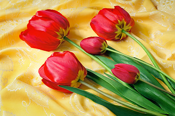 Image showing Bright red tulip against yellow silk