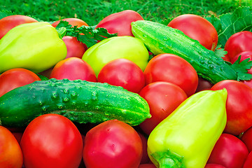 Image showing Mature tomatoes of bright red color of the small size, pepper an