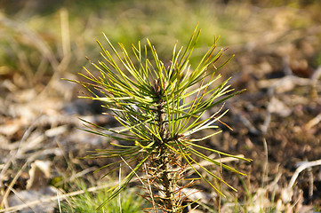 Image showing Fir-tree