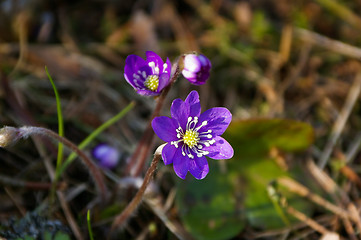 Image showing Blue anemone,