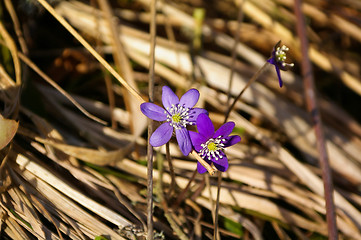 Image showing Blue anemone