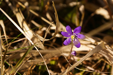 Image showing Blue anemone