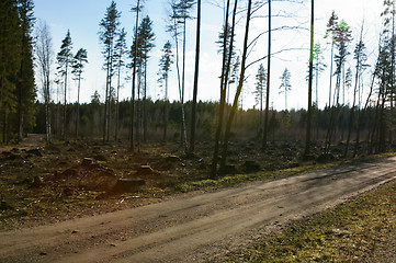 Image showing Forest