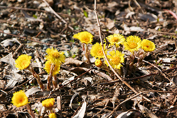 Image showing Coltsfoot