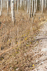 Image showing Tussilago farfara