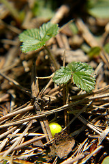 Image showing Plastic ball