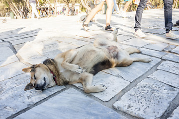 Image showing Dog lying on the floor 