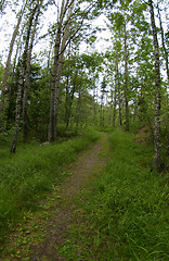 Image showing Forest