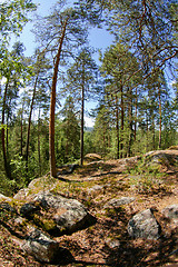 Image showing Path in the forest