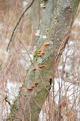 Image showing Polypore