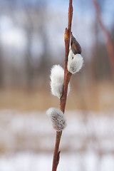 Image showing Cat paws